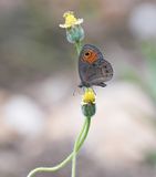 Skimbruintjie / Orange Lined Ringlet