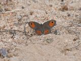 Skimbruintjie / Orange Lined Ringlet