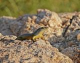 Reenboog Gladde Akkedis / Rainbow Skink