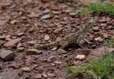 Rotskoggelmander / Southern Rock Agama