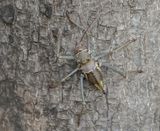 Gepantserde Kriek / Armoured Ground Cricket