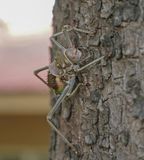 Gepantserde Kriek / Armoured Ground Cricket