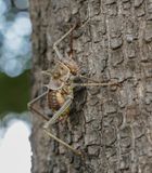 Gepantserde Kriek / Armoured Ground Cricket