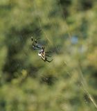 Goue Wawielspinnekop / Golden Orb-web Spider
