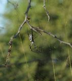 Goue Wawielspinnekop / Golden Orb-web Spider