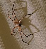 Reënspinnekop / Common Rain Spider