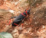 Rooibaadjie / African Foam Grasshopper