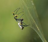 Goue Wawielspinnekop / Golden Orb-web Spider