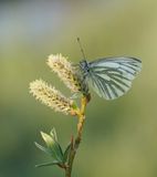 Klein Geaderd Witje / Green-veined White