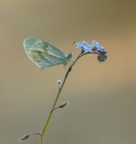 Boswitje / Wood White
