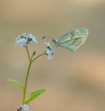 Boswitje / Wood White