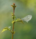 Boswitje / Wood White