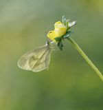 Boswitje / Wood White