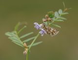 Aardbeivlinder / Grizzled Skipper