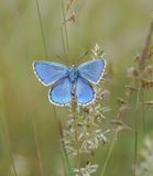 Adonisblauwtje / Adonis Blue