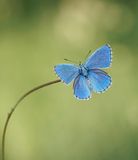 Adonisblauwtje / Adonis Blue
