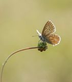 Adonisblauwtje / Adonis Blue