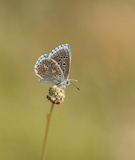 Adonisblauwtje / Adonis Blue