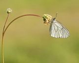 Groot Geaderd Witje / Black-veined White