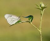 Groot Geaderd Witje / Black-veined White