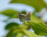Dwergblauwtje / Little Blue, Small Blue