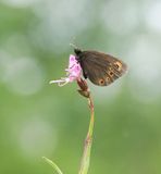 Voorjaarserebia / Woodland Ringlet