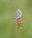 Esparcetteblauwtje / Chapmans Blue