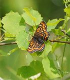 Roodbonte Parelmoervlinder / Scarce Fritillary