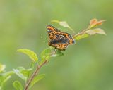 Roodbonte Parelmoervlinder / Scarce Fritillary