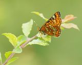 Roodbonte Parelmoervlinder / Scarce Fritillary