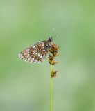 Oostelijke parelmoervlinder / Assmanns Fritillary