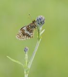 Oostelijke parelmoervlinder / Assmanns Fritillary