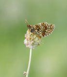 Oostelijke parelmoervlinder / Assmanns Fritillary