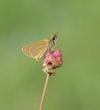Geelsprietdikkopje / Small Skipper