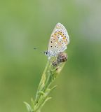 Esparcetteblauwtje / Chapmans Blue