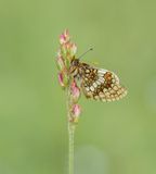 Oostelijke parelmoervlinder / Assmanns Fritillary