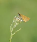 Geelsprietdikkopje / Small Skipper