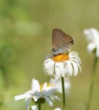 Kleine Sleedoornpage / Sloe Hairstreak
