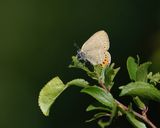 Pruimenpage / Black Hairstreak