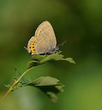 Pruimenpage / Black Hairstreak