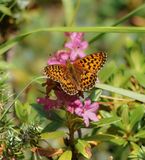 Titanias Parelmoervlinder / Titanias Fritillary