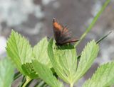 Alpen-zijde Erebia / Mnestras Ringlet
