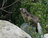 Alpenmarmot / Alpine Marmot