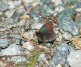 Zwitserse Glanserebia / Swiss Brassy Ringlet