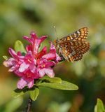 Oranjebonte Parelmoervlinder / Asian Fritillary