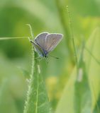 Wikkeblauwtje / Amandas Blue