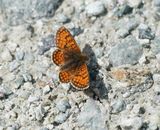 Alpenparelmoervlinder / Grisons Fritillary