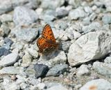 Alpenparelmoervlinder / Grisons Fritillary