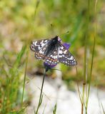 Witbonte Parelmoervlinder / Cynthias Fritillary
