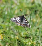 Witbonte Parelmoervlinder / Cynthias Fritillary